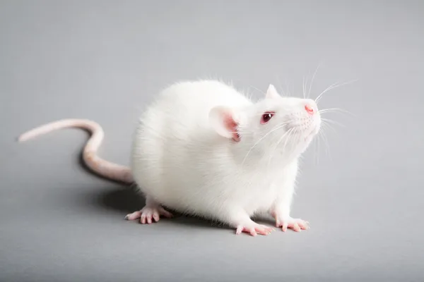 Rata blanca —  Fotos de Stock