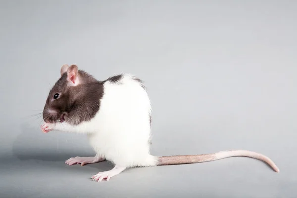 Szczur laboratoryjny — Zdjęcie stockowe