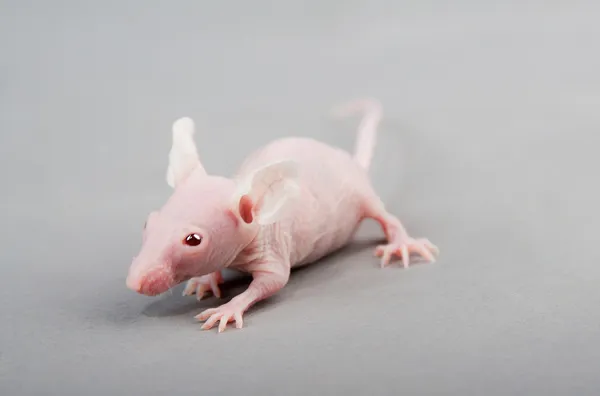 Haarloze muis — Stockfoto