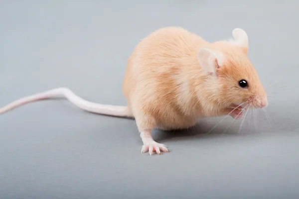 Ratón de laboratorio —  Fotos de Stock