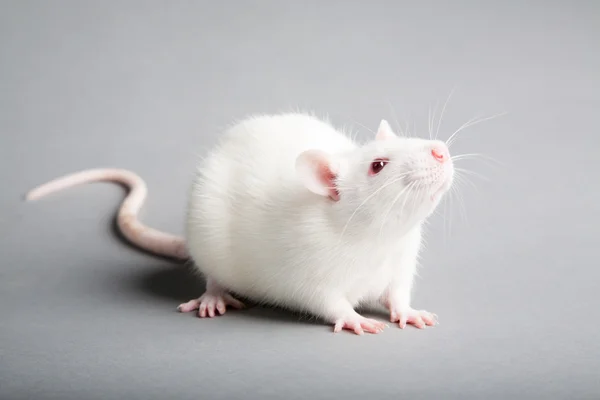 Fehér patkány Stock Kép