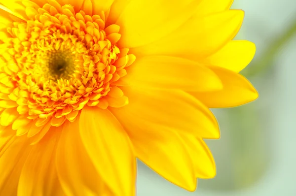Yellow gerbera closeup — Stock Photo, Image