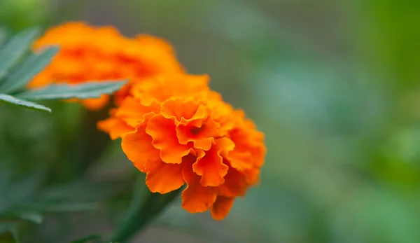 Flores laranjas perfeitas — Fotografia de Stock