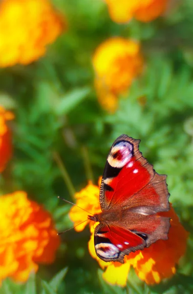 Красивая красная бабочка на цветах — стоковое фото