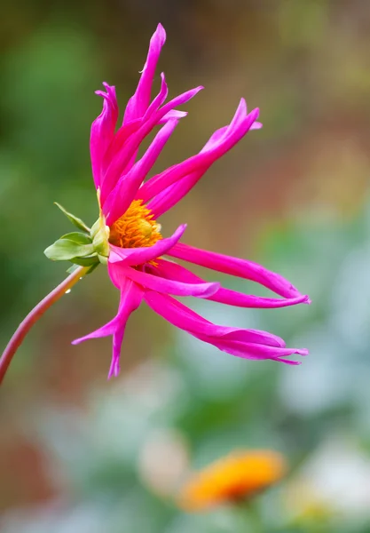Flor com os lóbulos excepcionalmente finos — Fotografia de Stock
