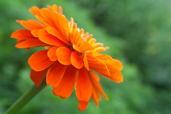 Fleurs orange vif sur vert — Photo