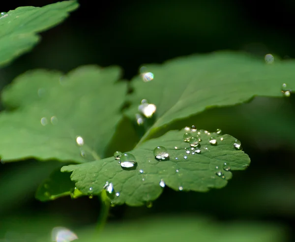 Celandine 叶子覆盖着露水 免版税图库图片