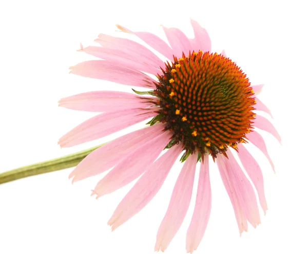 Echinacea flower — Stock Photo, Image