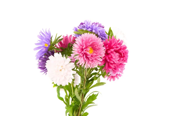 A bouquet of asters — Stock Photo, Image