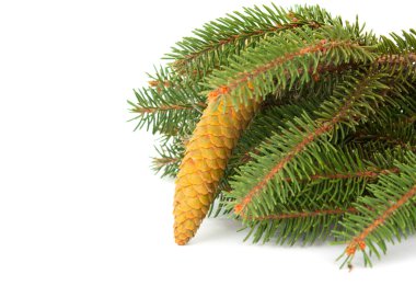 Twig with fir cone clipart