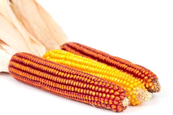 Érett kukorica — Stock Fotó