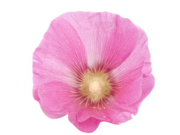 Pembe ebegümeci çiçeği — Stok fotoğraf