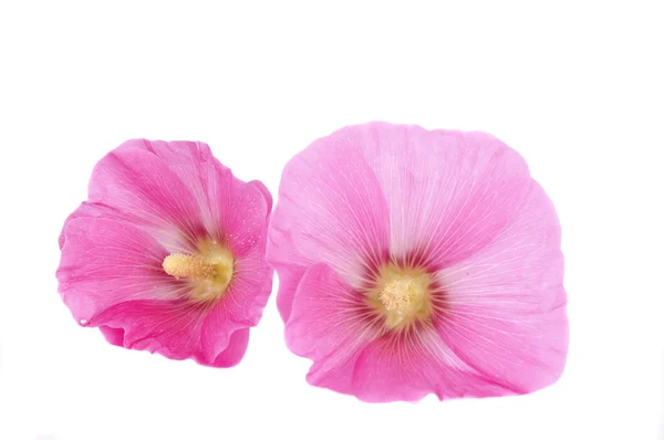 Pink mallow flower — Stock Photo, Image