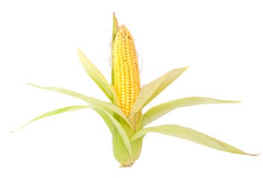 Ear of corn clipart