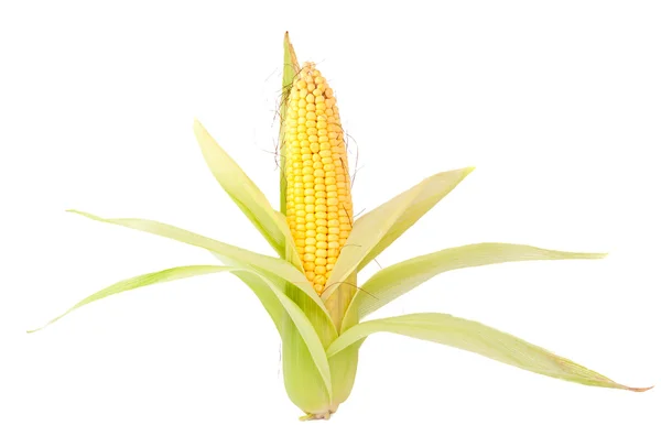 Oreja de maíz —  Fotos de Stock