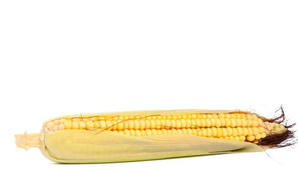 stock image Ear of corn