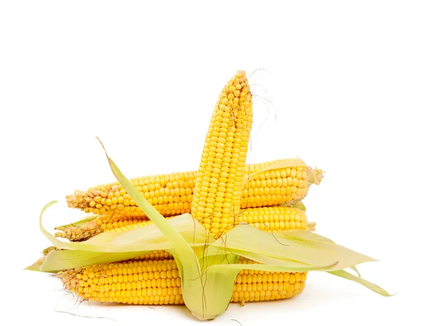 Oren van maïs — Stockfoto