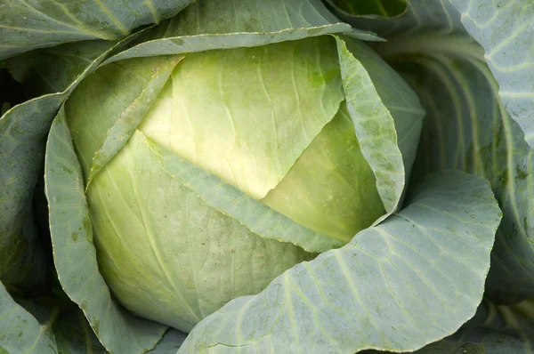 Büyük yeşil cabbag — Stok fotoğraf