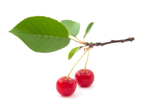 Branch of cherries — Stock Photo, Image