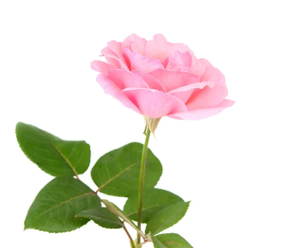 Rosa ros med droppar — Stockfoto