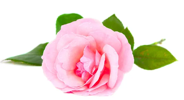 Ροζ τριαντάφυλλο με σταγόνες — Φωτογραφία Αρχείου