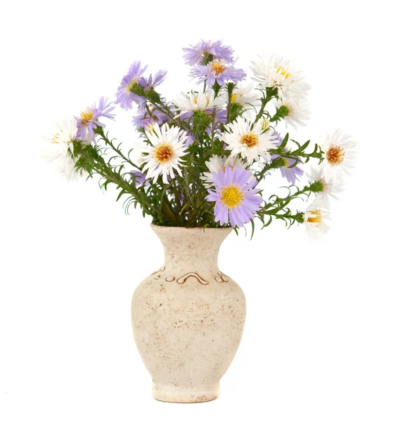 Kleine chrysant bloemen — Stockfoto