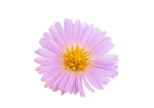 Pequenas flores de crisântemo — Fotografia de Stock