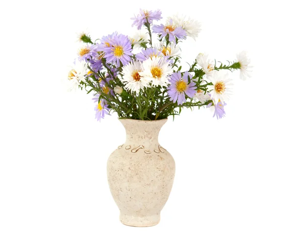 Small chrysanthemum flowers — Stock Photo, Image