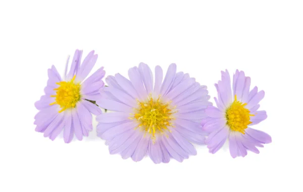 Small chrysanthemum flowers — Stock Photo, Image