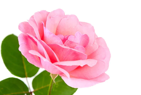 Рожева троянда з краплями — стокове фото