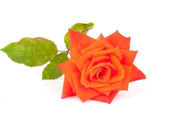 Апельсиновая роза — стоковое фото