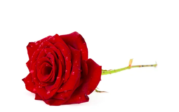 勃艮第与滴的玫瑰 — 图库照片