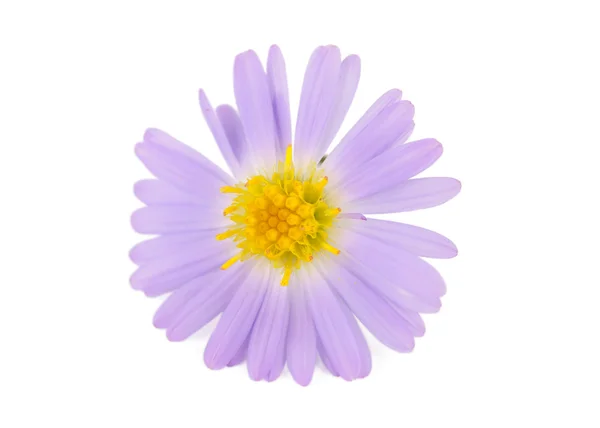 Pequenas flores de crisântemo — Fotografia de Stock