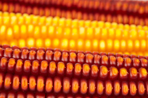 Mazorcas de maíz maduras — Foto de Stock