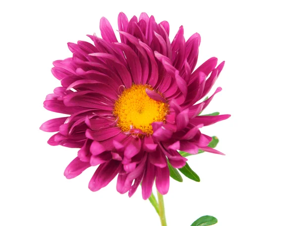 翠菊 — 图库照片