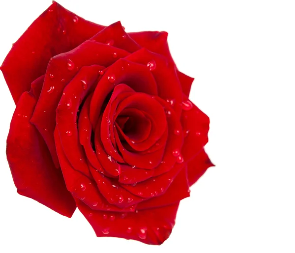 Бургундская роза с каплями — стоковое фото