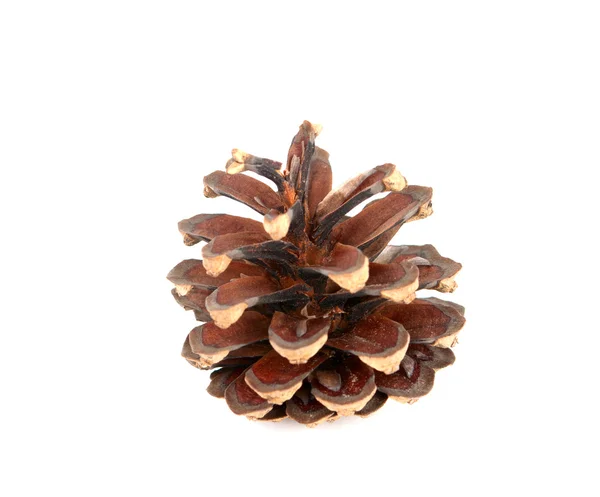 Pine cone — Stock Photo, Image