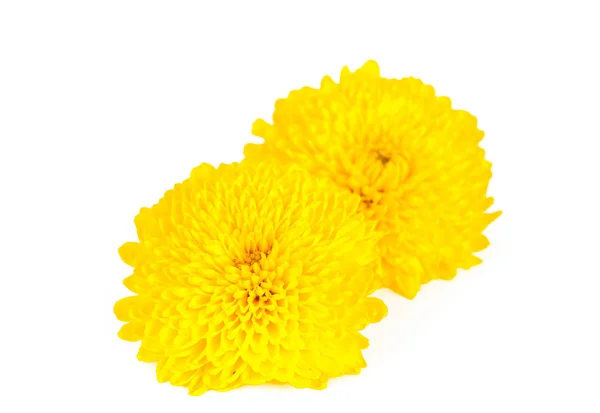 Žlutá chryzantéma — Stock fotografie