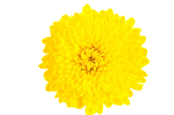 Żółta chryzantema — Zdjęcie stockowe