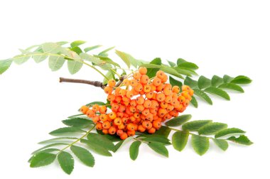 Rowanberry