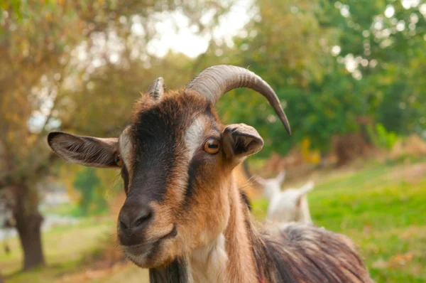 Portret kozy — Zdjęcie stockowe