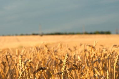 Ears of wheat clipart