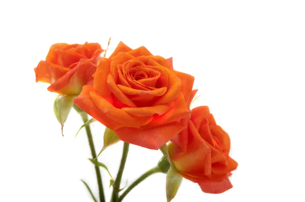 stock image Orange rose