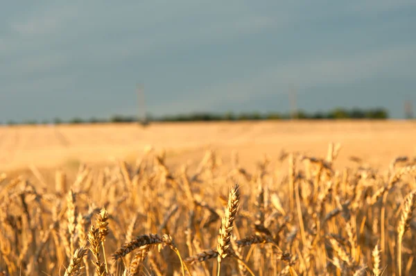 stock image Ears of wheat