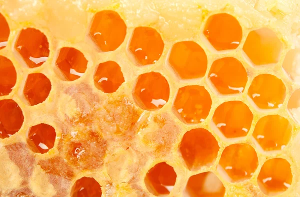 Honeycomb macro — Stock Photo, Image