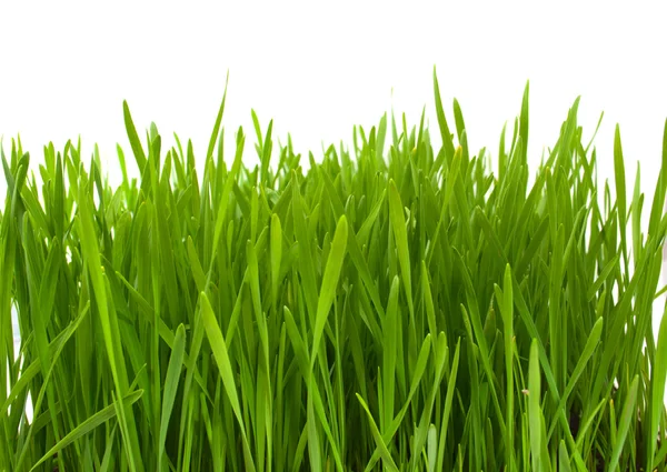 Yeşil çim izole — Stok fotoğraf