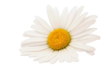 Daisy clipart