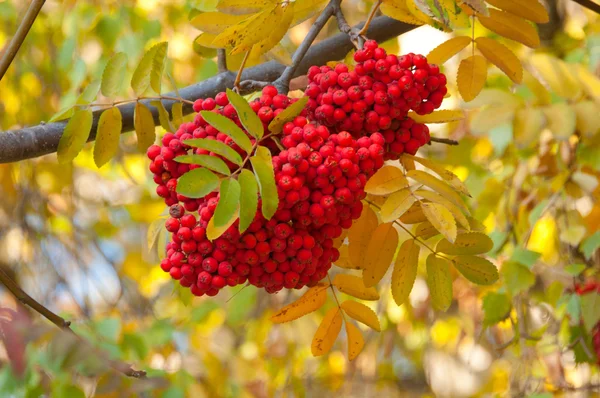 stock image A bunch of rowan tree