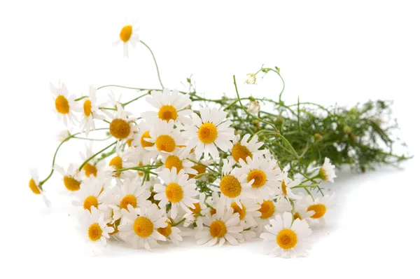 Medicinsk daisy — Stockfoto