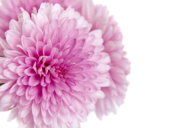 Purpurrote Chrysantheme — Stockfoto